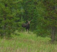 Another Moose